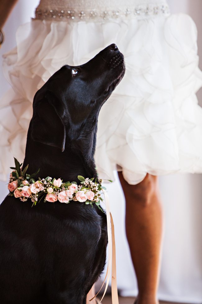Tu perro en tu boda - Argyor