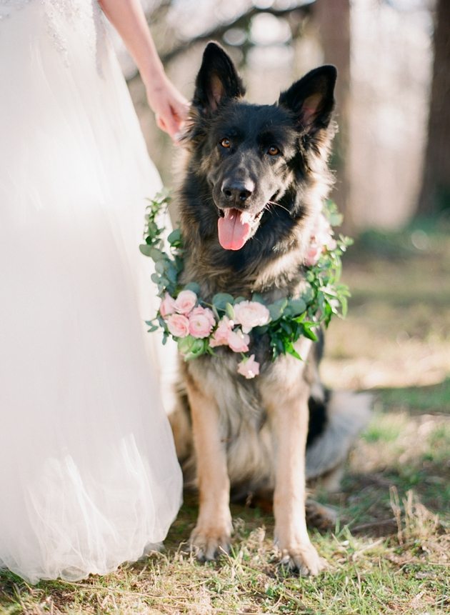 Tu perro en tu boda - mascota